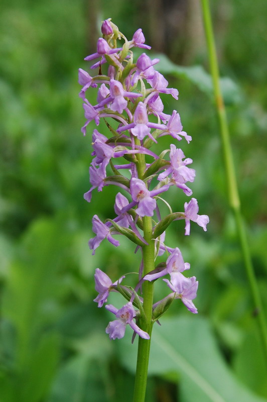 Изображение особи Gymnadenia conopsea.