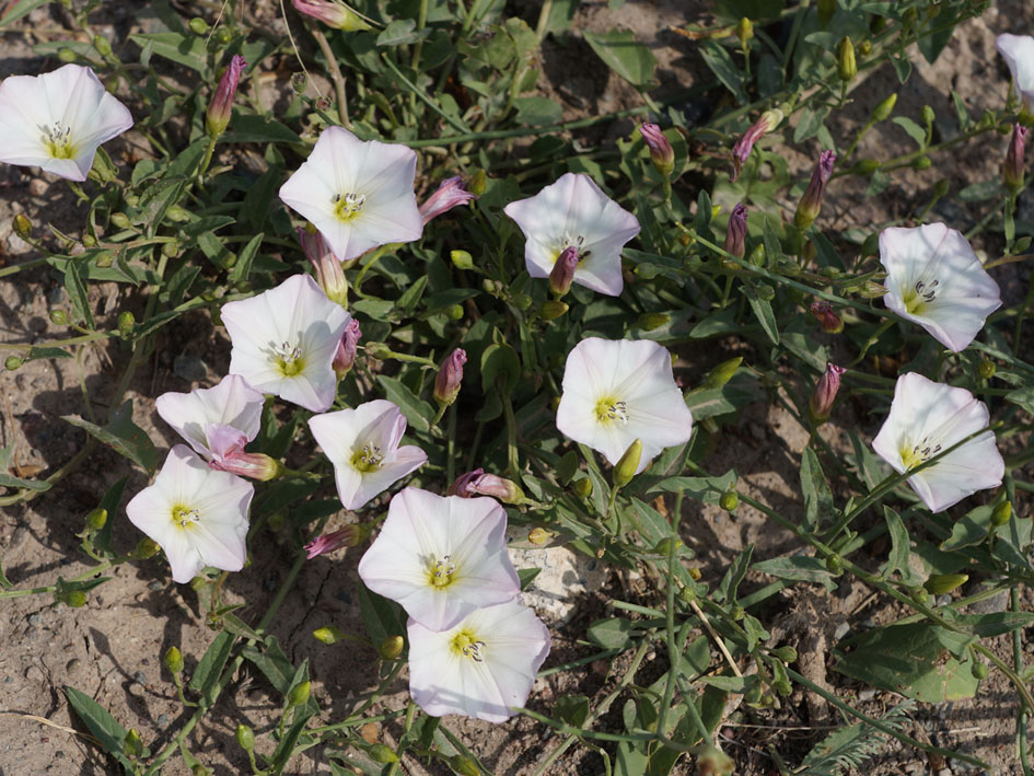 Image of Convolvulus arvensis specimen.