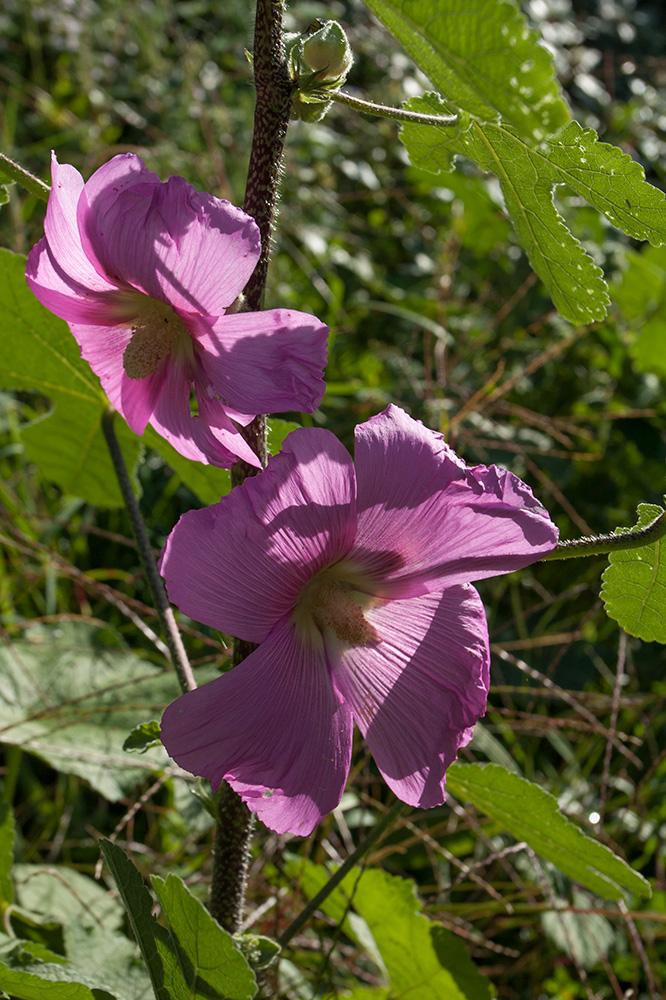 Image of Alcea setosa specimen.