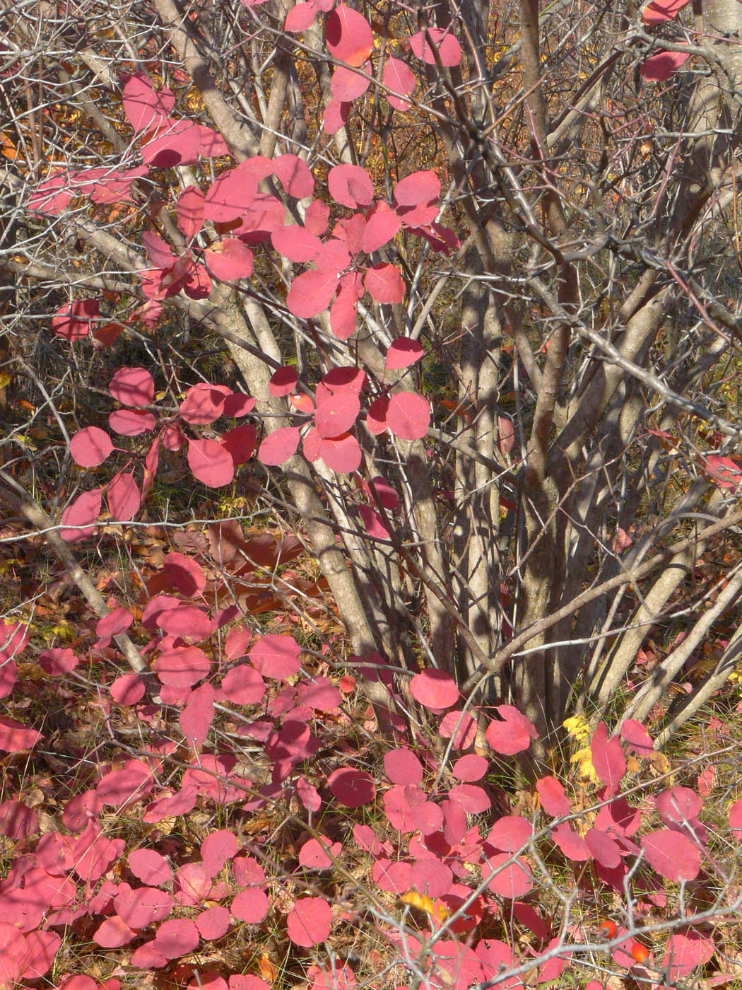 Image of Cotinus coggygria specimen.