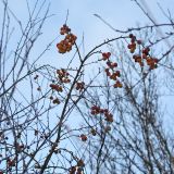 Malus prunifolia