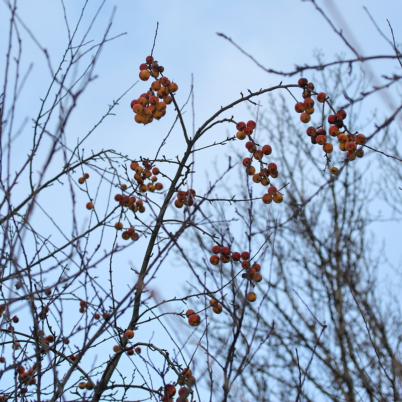 Изображение особи Malus prunifolia.