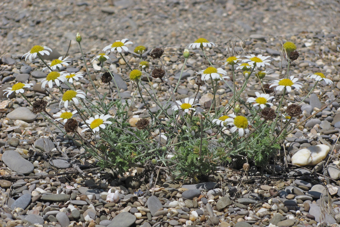 Image of Anthemis dubia specimen.