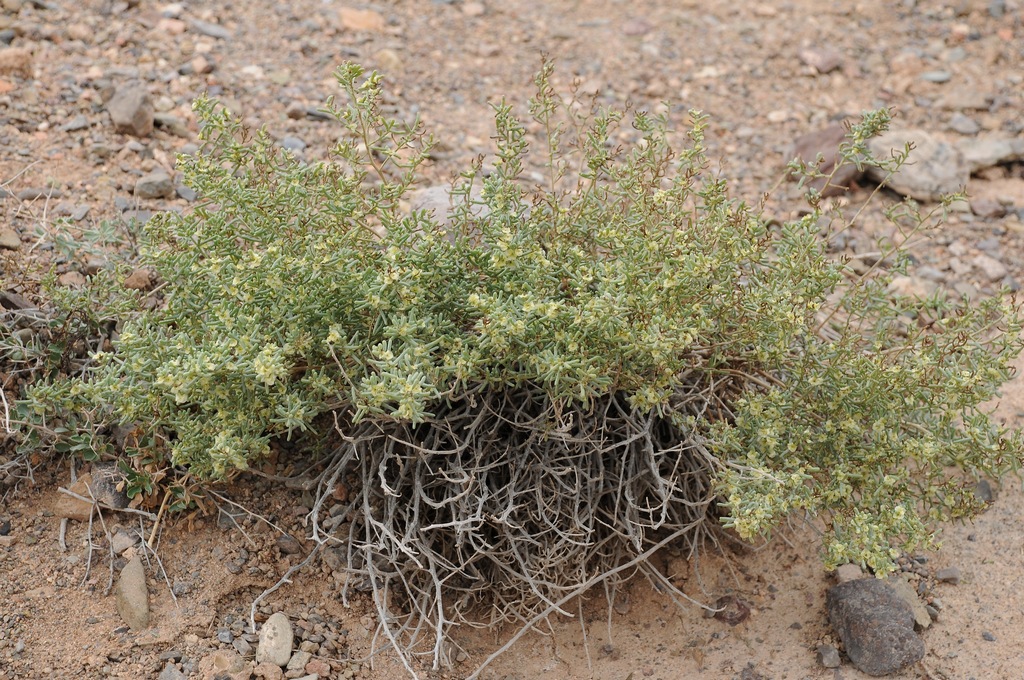 Image of Iljinia regelii specimen.