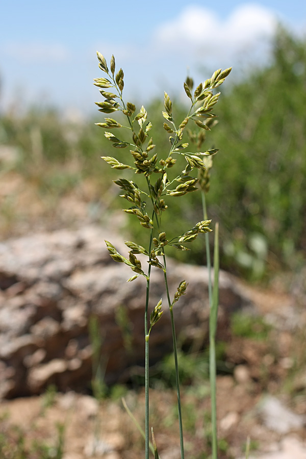 Изображение особи Festuca karatavica.