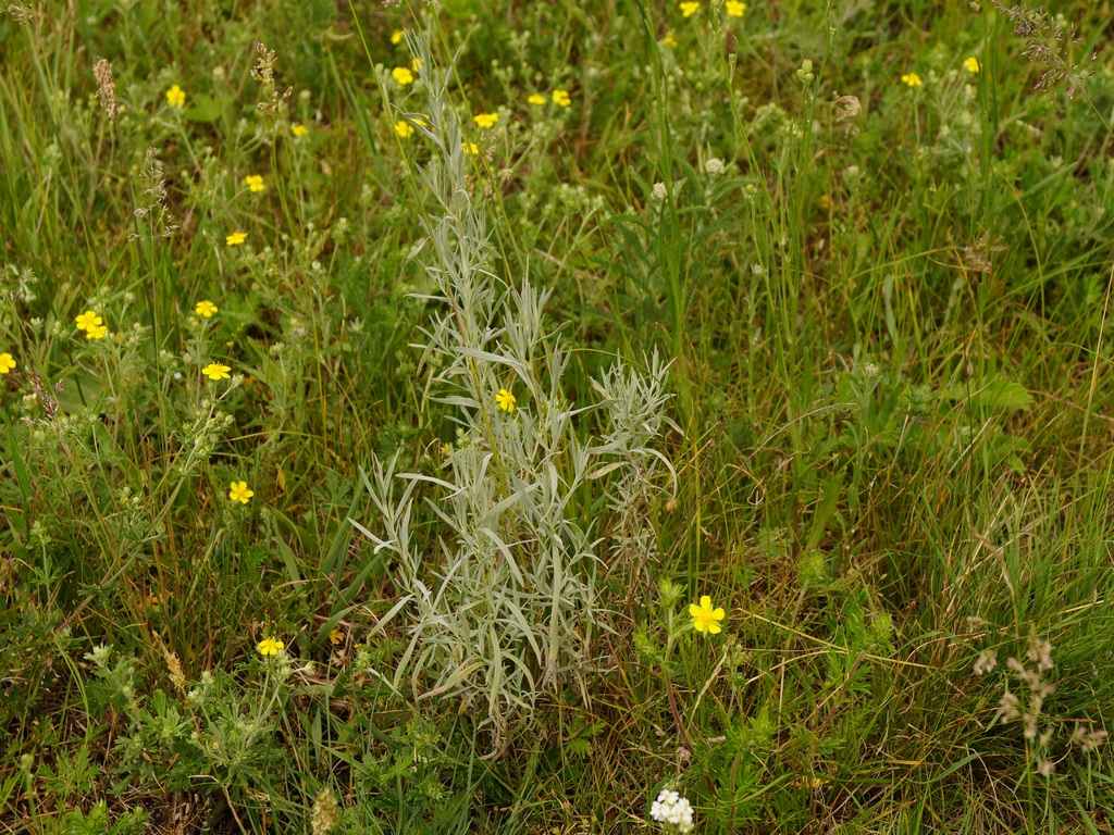 Image of Artemisia glauca specimen.