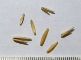 Elytrigia gracillima