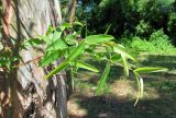 genus Eucalyptus. Ветви. Абхазия, Гагрский р-н, окр. г. Пицунда. 11.06.2012.