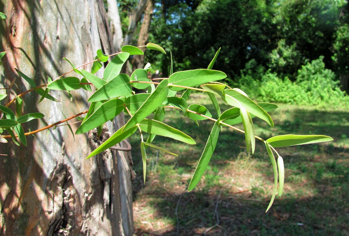 Изображение особи род Eucalyptus.