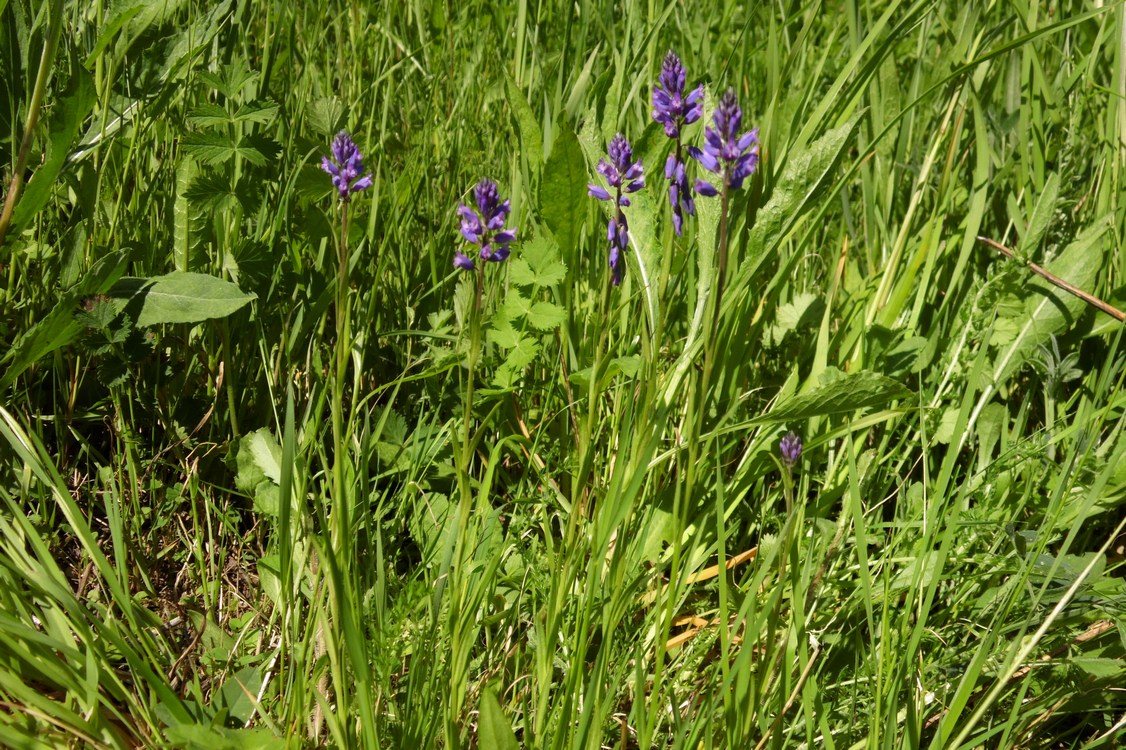 Изображение особи Polygala comosa.