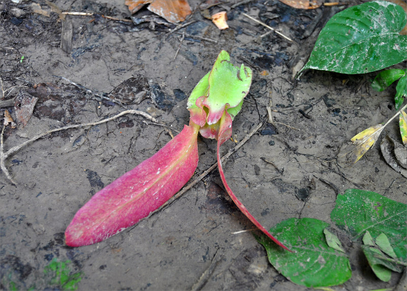 Image of Dipterocarpus grandiflorus specimen.