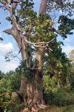 Gyrocarpus americanus. Нижняя часть ствола и ветви взрослого дерева. Андаманские острова, остров Нил, опушка влажного тропического леса. 03.01.2015.