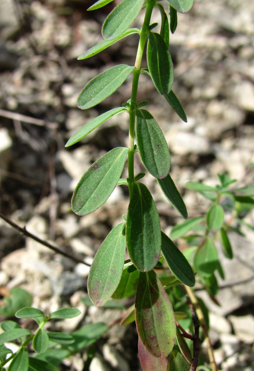 Image of genus Hypericum specimen.