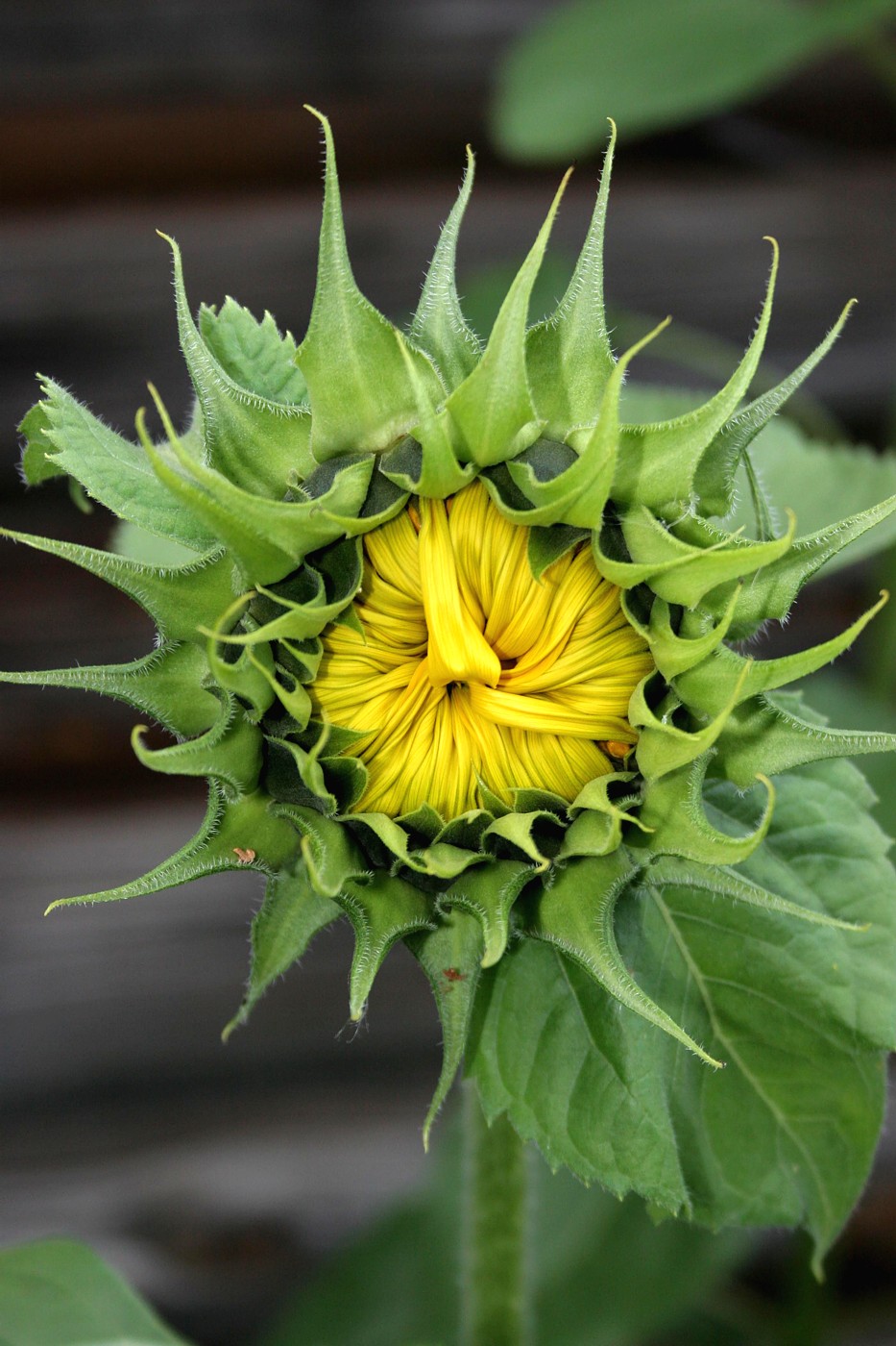 Image of Helianthus annuus specimen.