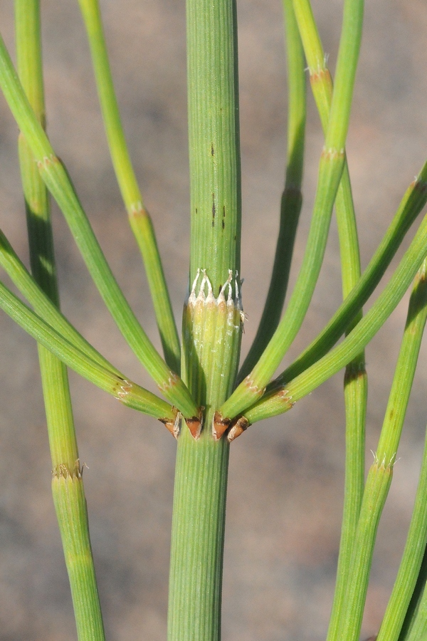 Image of Equisetum ramosissimum specimen.