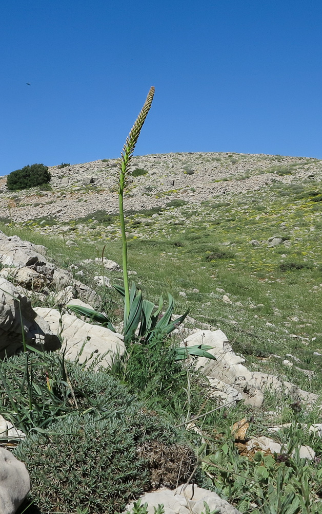 Image of Eremurus spectabilis specimen.