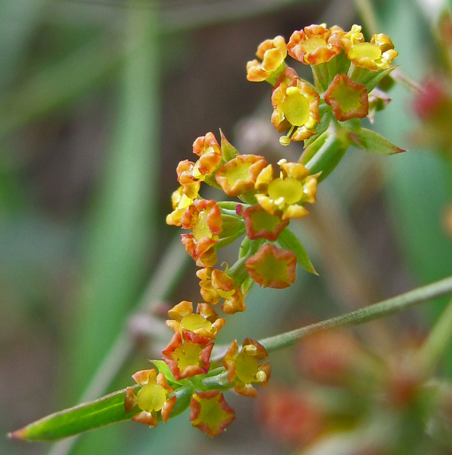 Изображение особи Bupleurum brachiatum.