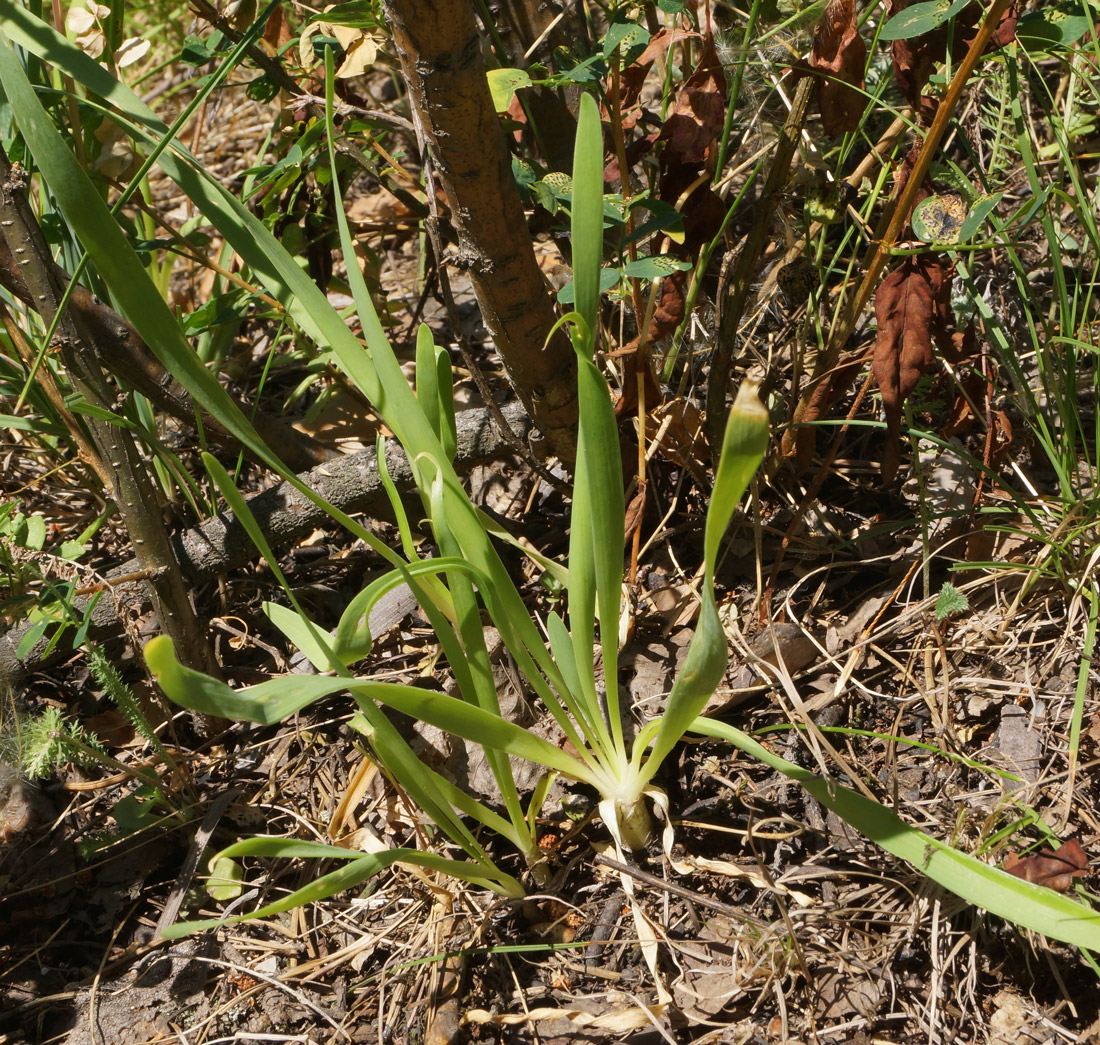 Image of Allium nutans specimen.