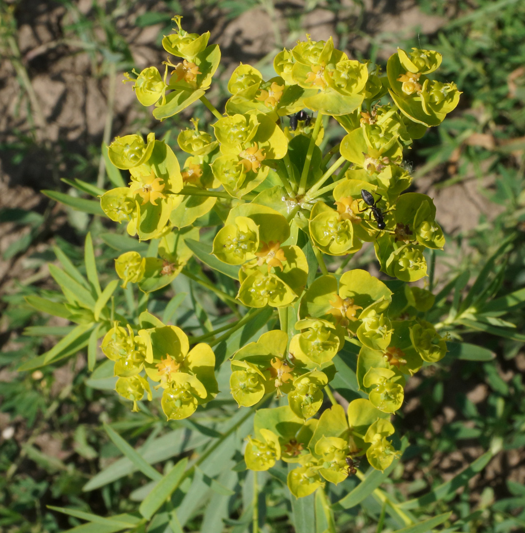 Изображение особи Euphorbia virgata.