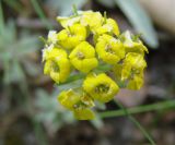 Alyssum lenense. Соцветие. Якутия (Саха), южные окр. г. Якутска, холмы. 11.06.2012.