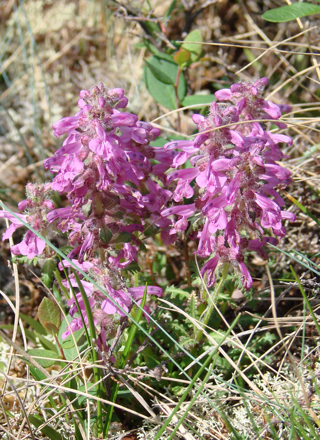 Изображение особи Pedicularis verticillata.