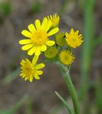 Tephroseris integrifolia