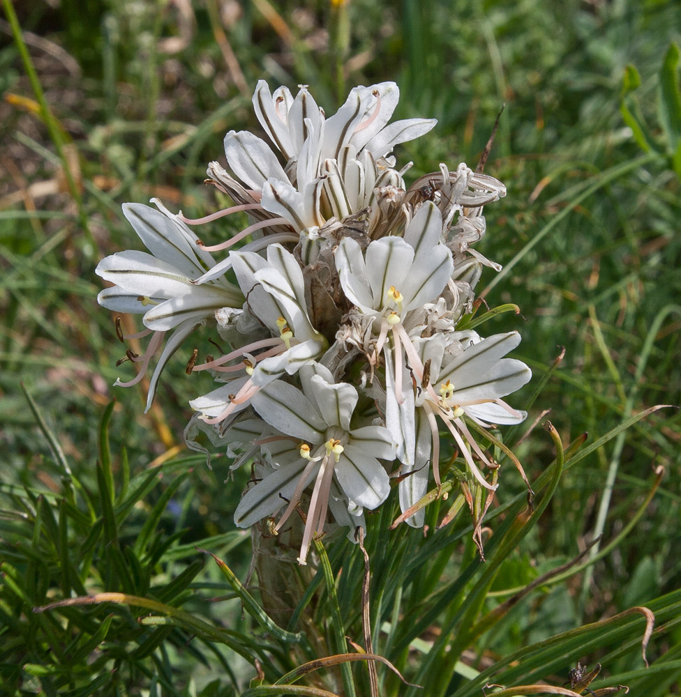 Изображение особи Asphodeline taurica.