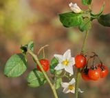 Solanum olgae. Верхушки побегов с цветками и плодами. Узбекистан, г. Ташкент, пос. Улугбек, сорное на огороде. 06.11.2011.