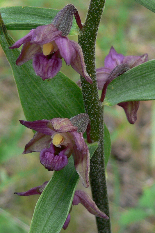 Image of Epipactis atrorubens specimen.