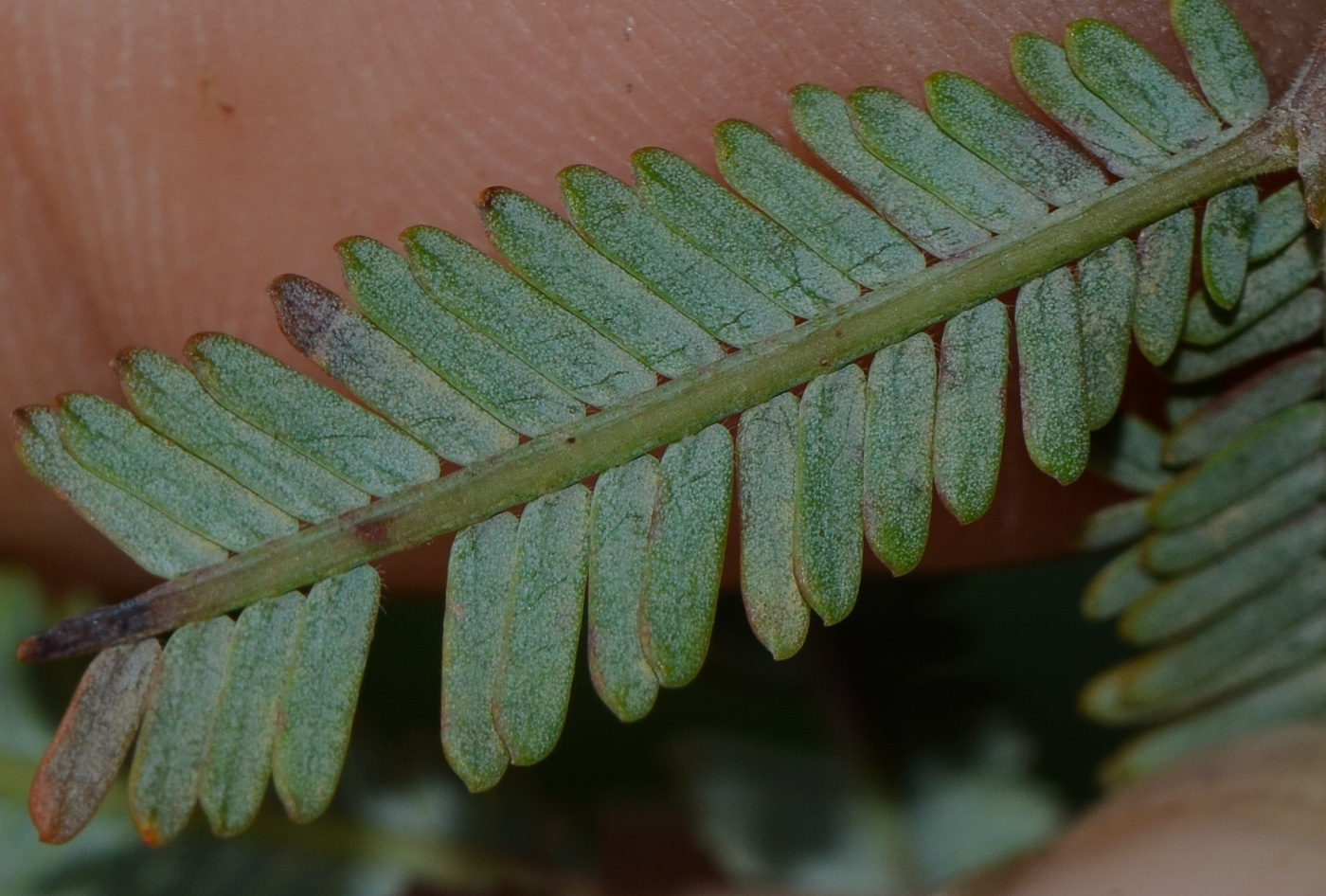 Изображение особи Acacia baileyana.