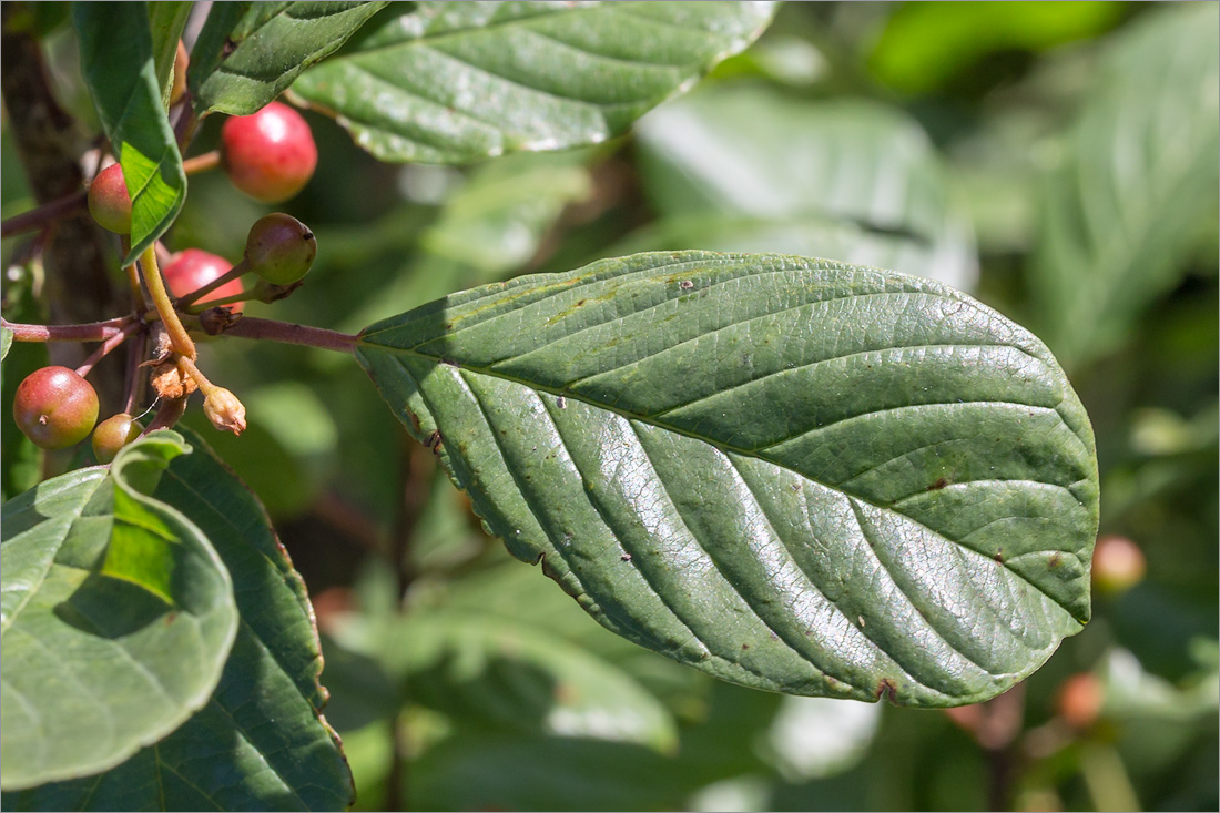 Изображение особи Frangula alnus.