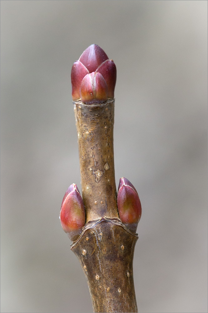 Image of Acer platanoides specimen.