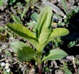 Saponaria officinalis