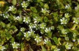 Cerastium semidecandrum