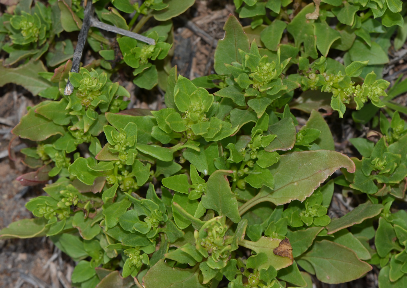 Image of Patellifolia procumbens specimen.