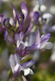 Vicia cretica ssp. aegaea