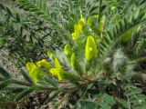 Astragalus henningii