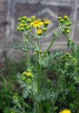 Senecio vernalis