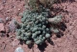 genus Artemisia. Вегетирующее растение. Кыргызстан, Иссык-Кульская обл., Джети-Огузский р-н, Тамгинский аильный округ, южное побережье озера Иссык-Куль, степь. 30.08.2012.