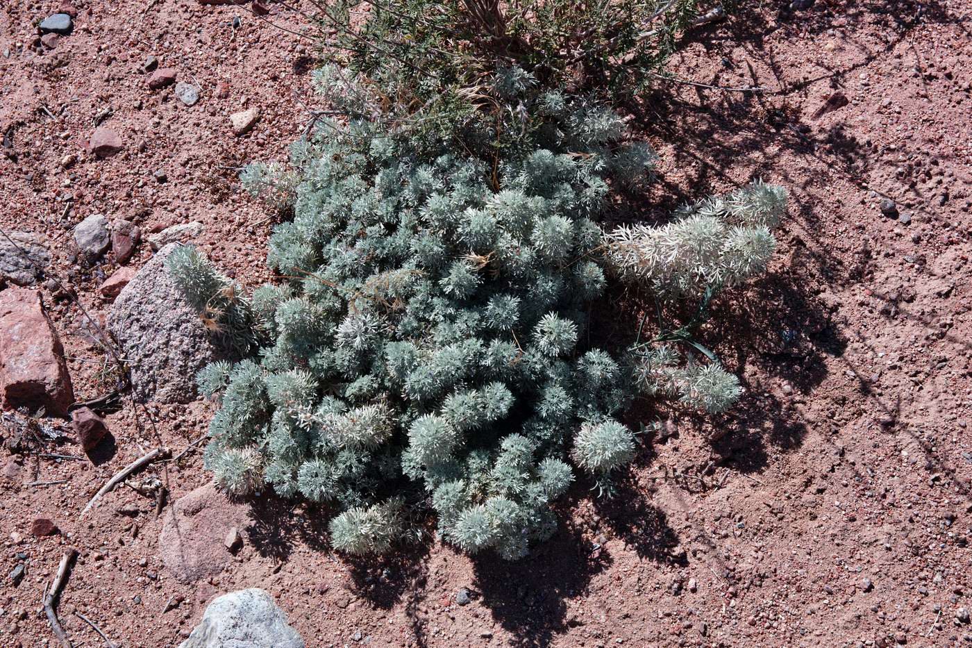 Image of genus Artemisia specimen.