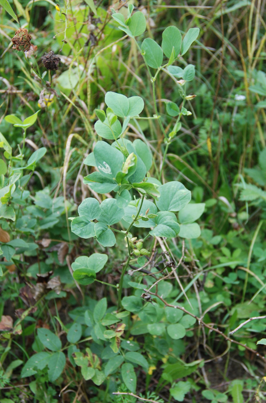 Image of familia Fabaceae specimen.
