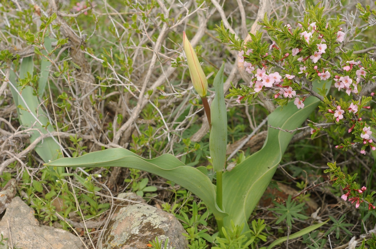 Image of Tulipa ivasczenkoae specimen.