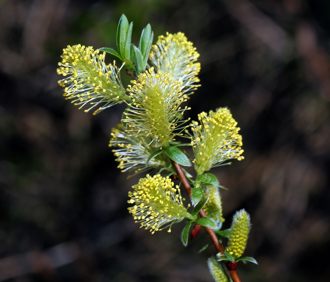 Image of genus Salix specimen.