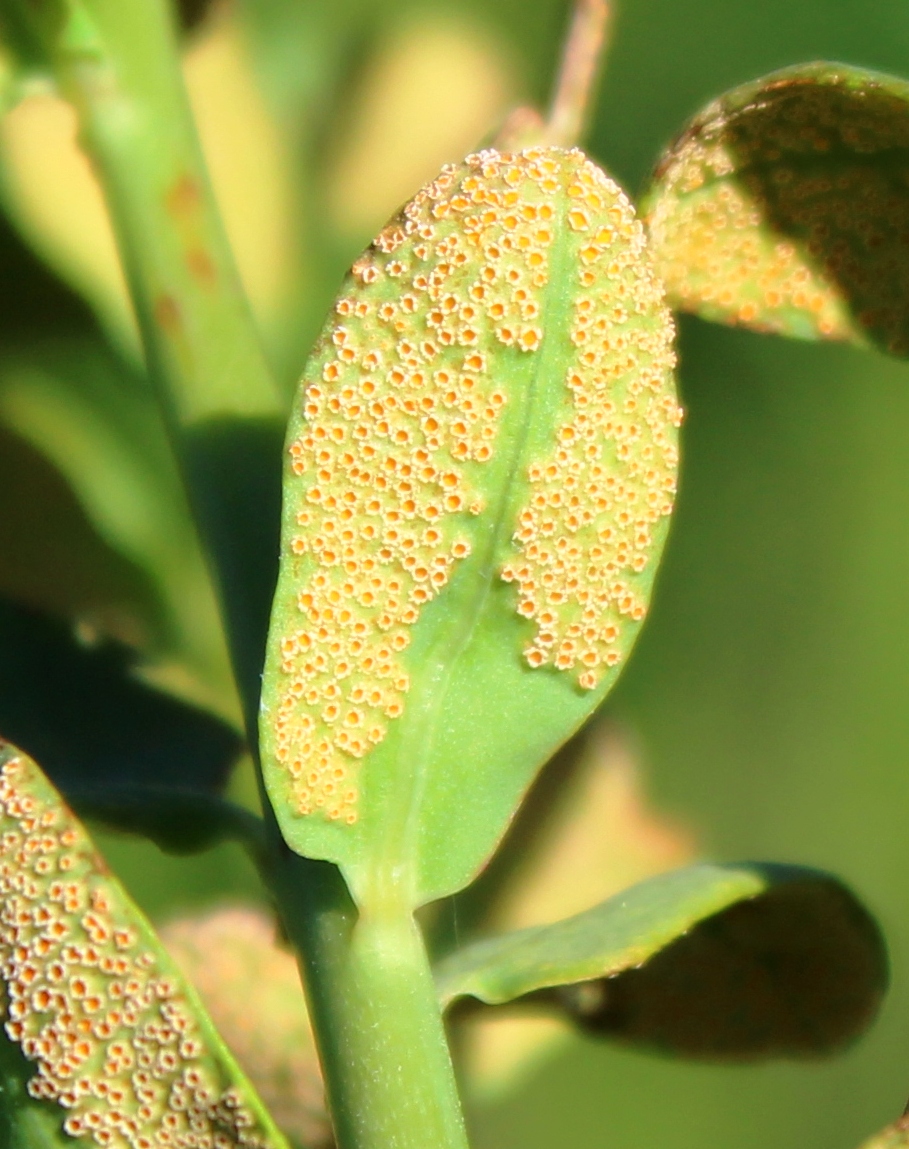 Image of genus Euphorbia specimen.