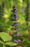 Ajuga reptans