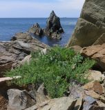 Artemisia littoricola