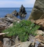 Artemisia littoricola. Растение на морском побережье. Приморский край, окр. г. Находка, мыс Пассека. 13.08.2015.