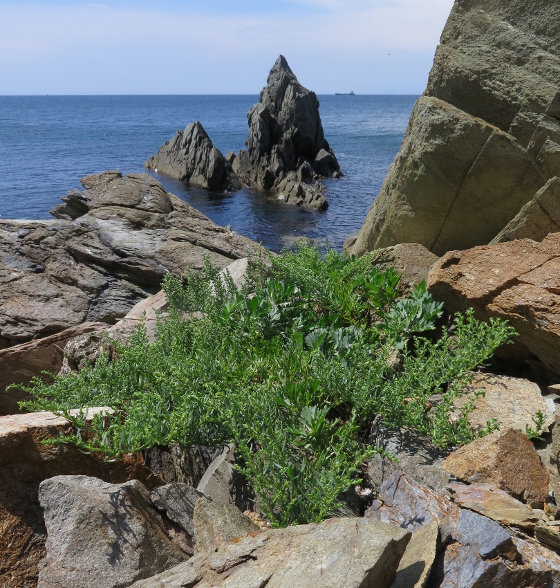 Image of Artemisia littoricola specimen.