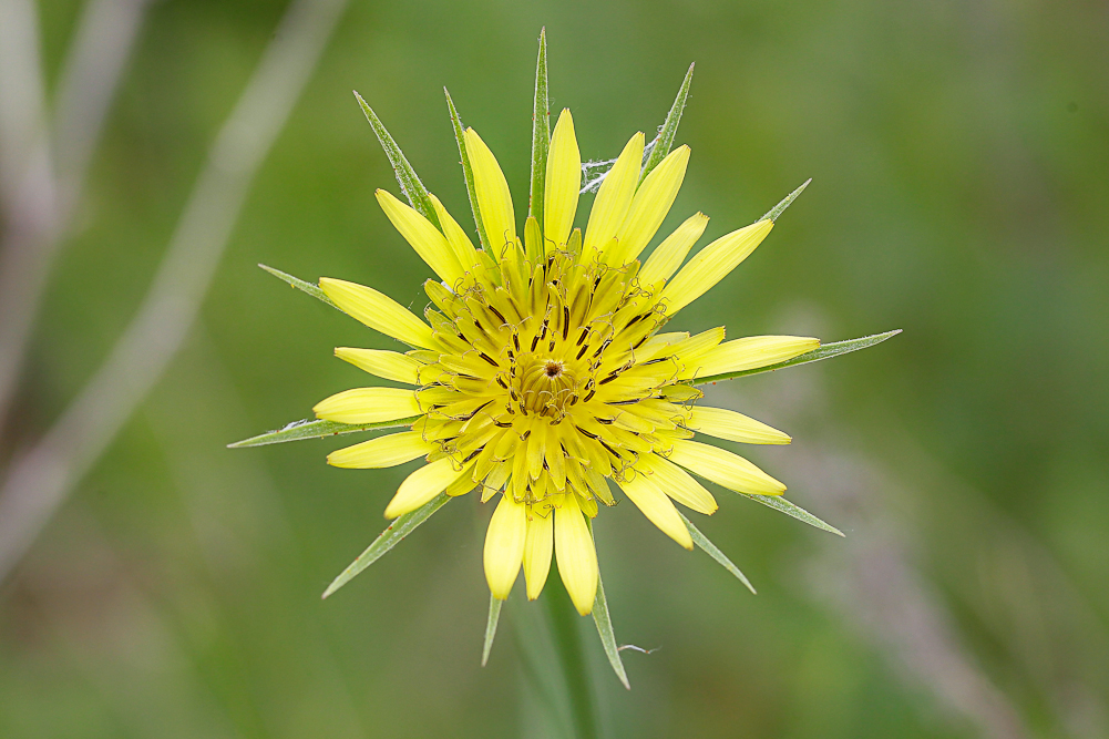 Image of Tragopogon dubius ssp. major specimen.