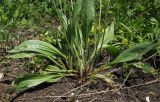 Plantago lanceolata. Листья. Краснодарский край, м/о г. Геленджик, хр. Маркотх, гора Мухины Поляны, выс. ≈ 630 м н.у.м., нарушенный весенним водотоком участок горного луга. 21.05.2015.